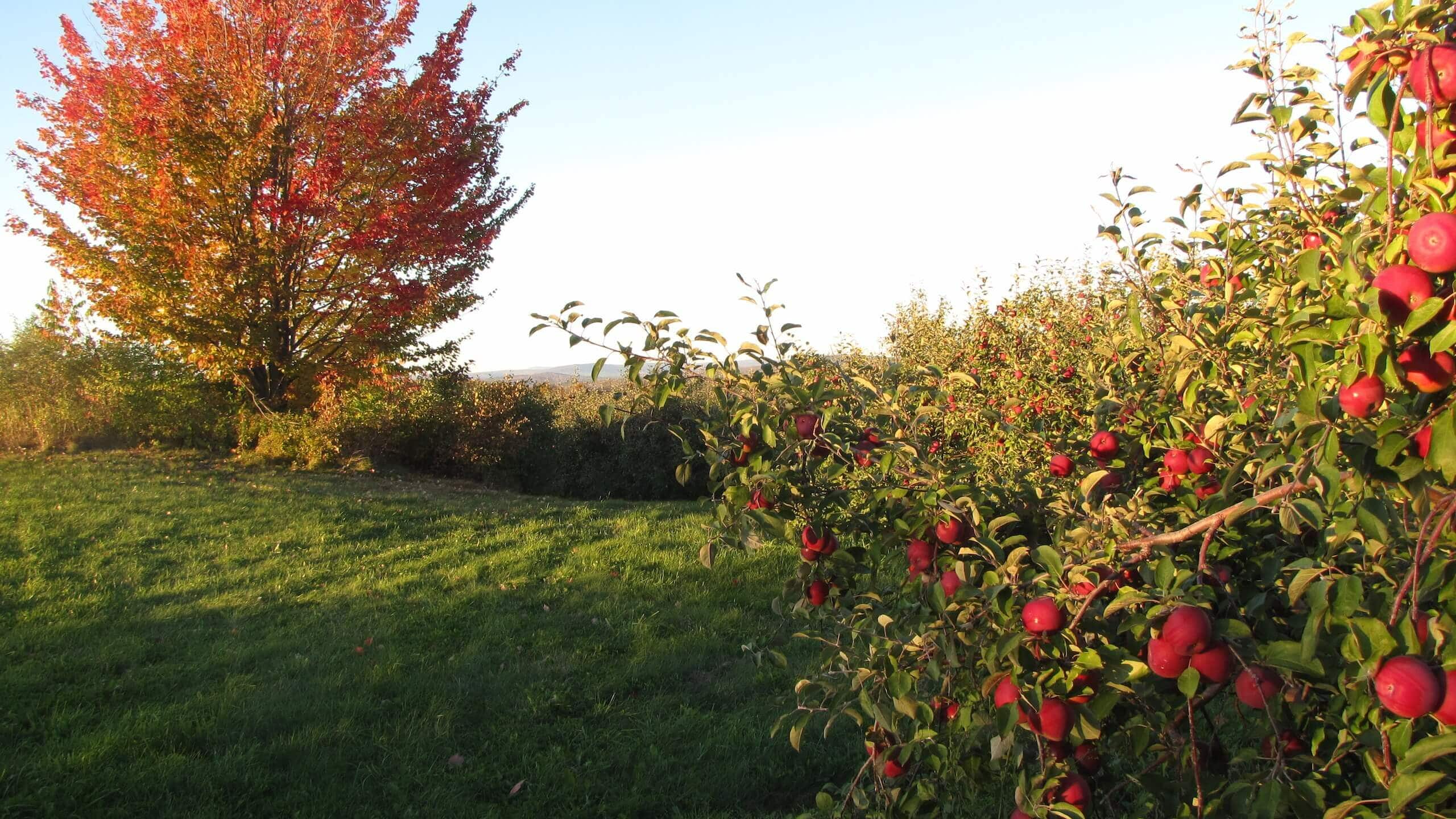 apple picking